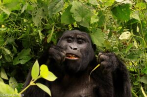 W002 MOUNTAIN GORILLA Bwindi Impenetrable National Park, Uganda