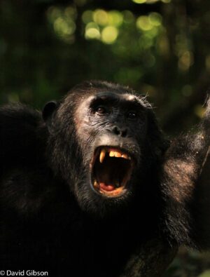 W003 SCREAMING CHIMPANZEE Kibale National Park, Uganda