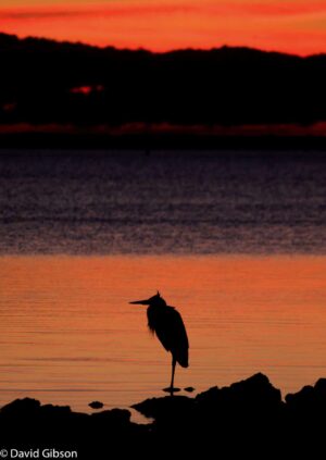 W004 HERON SUNRISE Everglades National Park, FL