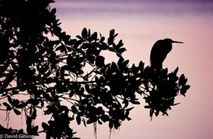 W005 MANGROVE SILHOUETTE Honeymoon Island, FL