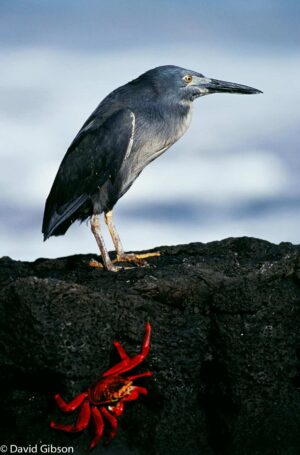 W006 LAVA HERON Galapagos Islands National Park, Ecuador