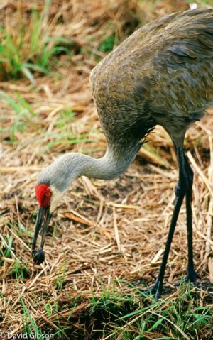 W007 SANDHILL CRANE Apollo Beach, FL