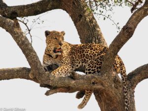 W008 LEOPARD IN TREE Masai Mara National Reserve, Kenya