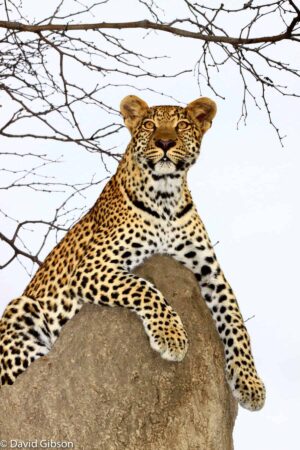 W009 LEOPARD ON TERMITE MOUND Chitabe, Botswana