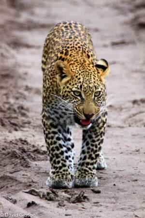 W010 APPROACHING LEOPARD Kwetsani, Botswana