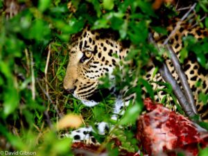 W011 LEOPARD MEAT Chitabe, Botswana