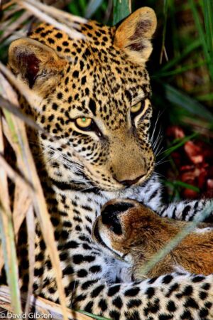 W013 LEOPARD KILL Kwetsani, Botswana