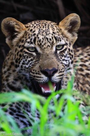 W014 LEOPARD FACE Kwetsani, Botswana