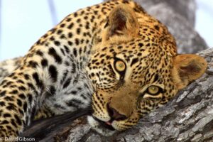 W015 LEOPARD EYES Kwetsani, Botswana