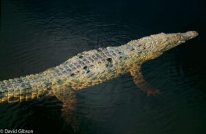 W019 AMERICAN CROCODILE Everglades National Park, FL