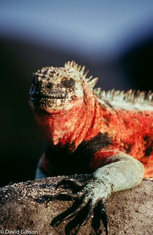 W021 MARINE IGUANA Galapagos Islands National Park, Ecuador