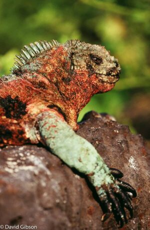 W022 IGUANA PROFILE Galapagos Islands National Park, Ecuador