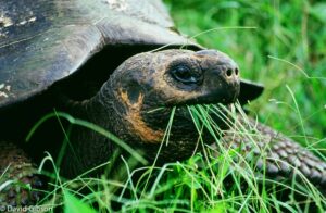 W024 GIANT TORTOISE Galapagos Islands National Park, Ecuador
