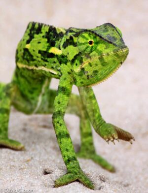 W027 CHAMELEON Kwetsani, Botswana