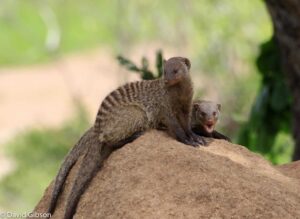 W028 BANDED MONGOOSE Ruaha National Park, Tanzania