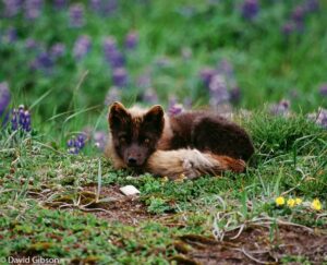 W029 ARCTIC FOX St. Paul Island, AK
