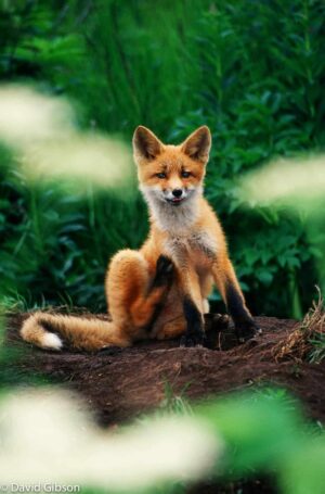 W030 RED FOX McNeil River State Game Sanctuary, AK