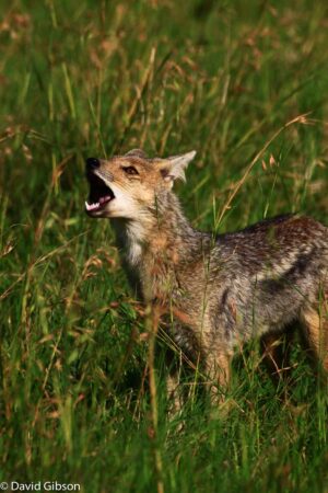 W031 SIDE-STRIPED JACKAL Masai Mara National Reserve, Kenya