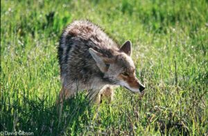 W032 COYOTE Yellowstone National Park, WY