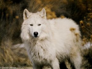 W033 WHITE WOLF Prairie Wind Animal Refuge, Kiowa, CO