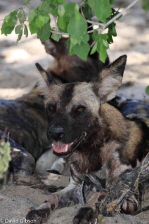 W034 AFRICAN WILD DOG Selous Game Reserve, Tanzania