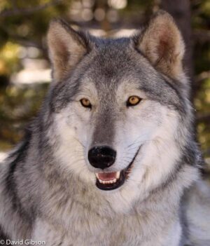 W037 WOLF PORTRAIT Black Hawk, CO