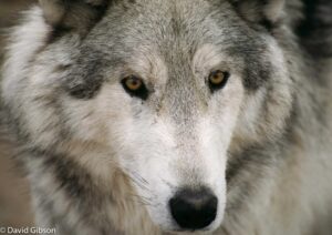 W038 WOLF FACE Prairie Wind Animal Refuge, Kiowa, CO
