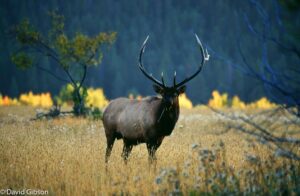 W039 AUTUMN ELK Rocky Mountain National Park, CO