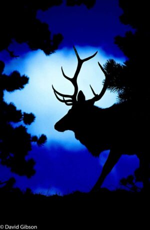 W040 ELK SILHOUETTE Estes Park, CO
