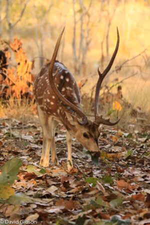 W041 CHITAL Kanha, India