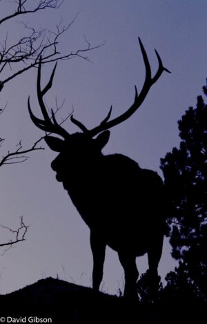 W042 BULL ELK SILHOUETTE Rocky Mountain National Park, CO