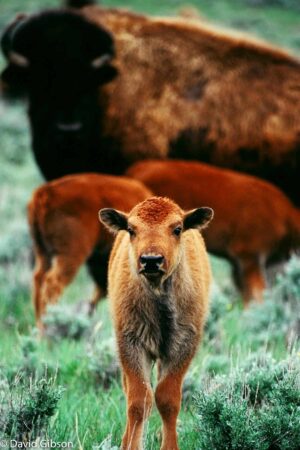 W043 BISON CALF Hot Springs State Park, WY