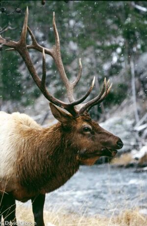 W044 WINTER ELK Yellowstone National Park, WY