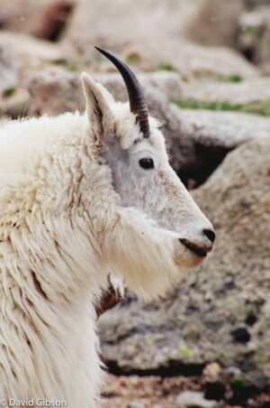 W047 MOUNTAIN GOAT Mt. Evans, CO