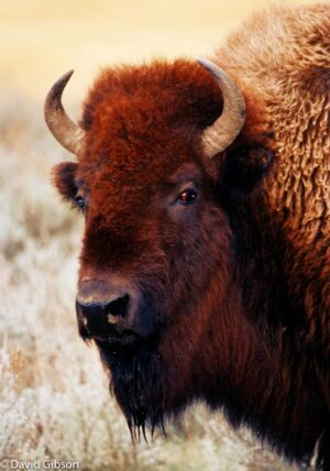 W048 BISON Yellowstone National Park, WY