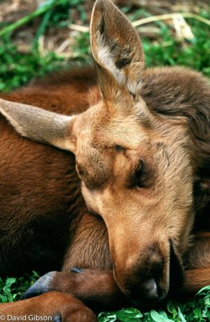 W054 MOOSE CALF Big Game Alaska, Portage, AK