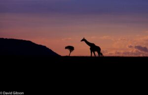 W055 GIRAFFE SUNSET Masai Mara National Reserve, Kenya