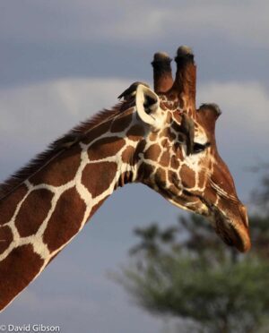 W057 RETICULATED GIRAFFE Samburu National Reserve, Kenya