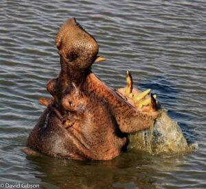 W058 YAWNING HIPPO Masai Mara National Reserve, Kenya