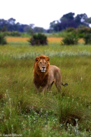 W060 LION Kwetsani, Botswana