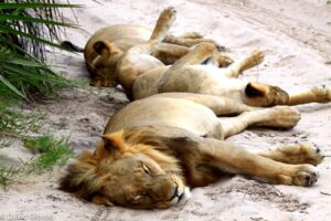 W061 LIONS ON THE ROAD Kwetsani, Botswana