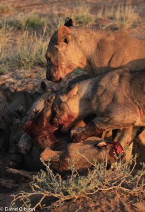 W062 LION KILL Samburu National Reserve, Kenya