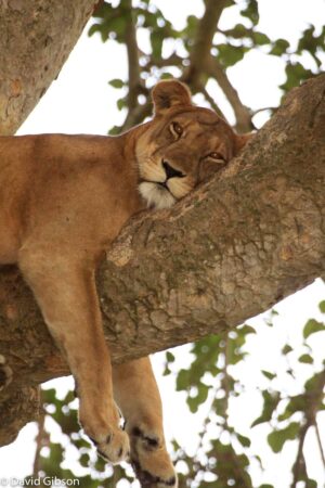 W063 TREE-CLIMBING LION Queen Elizabeth National Park, Uganda