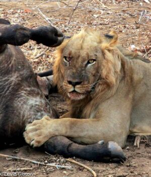 W064 LION ON BUFFALO KILL Zambezi National Park, Zambia