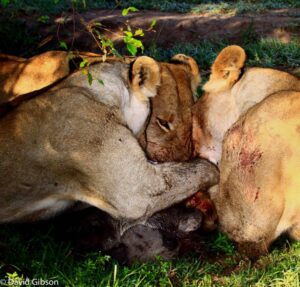 W065 LIONS ON WARTHOG KILL Masai Mara National Reserve, Kenya