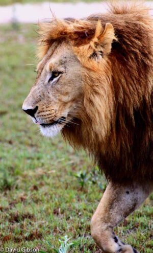 W066 LION PROFILE Kwetsani, Botswana