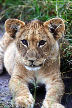 W069 LION CUB Savuti, Botswana