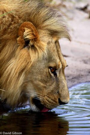 W070 LION DRINKING Okavango Delta, Botswana