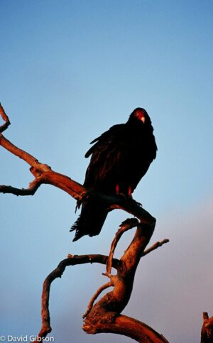W071 VULTURE Everglades National Park, FL