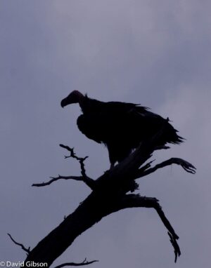 W072 VULTURE SILHOUETTE Ruaha National Park, Tanzania